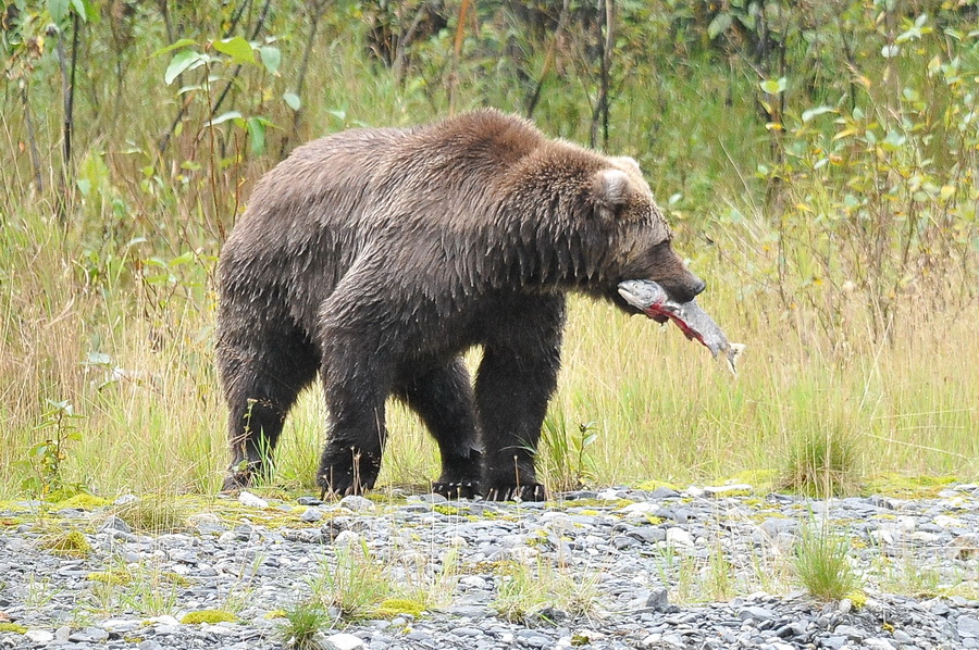 KODIAK carnet de voyage 06