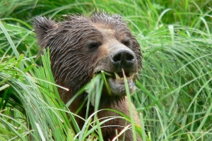 Ours grizzli mangeur d'herbe