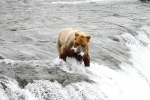 Alaska Katmai  114  1145