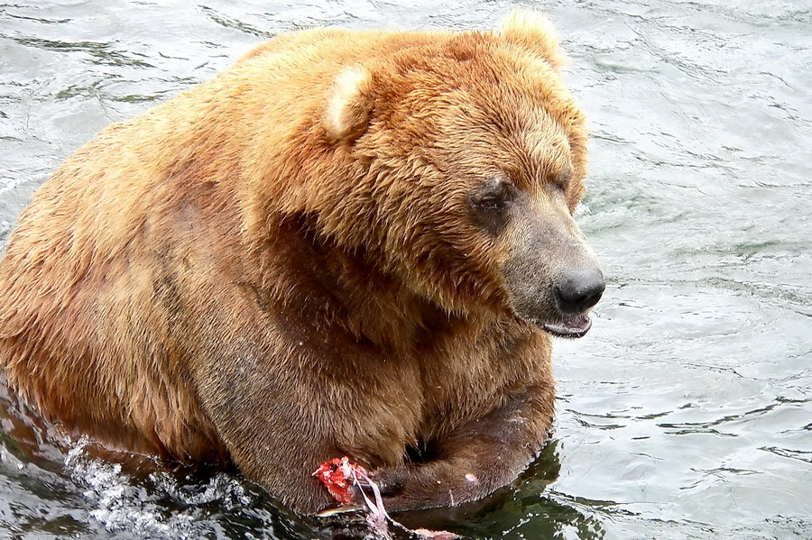 Alaska Katmai  178  1275