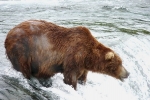 Alaska Katmai  83  34