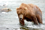 Alaska Katmai  87  1422