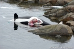 KULUSUK TASSIILAQ10 2497