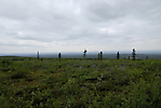 d'Inuvik à Eagle Plains_81