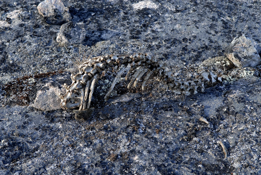 Nunavut, restes de phoque