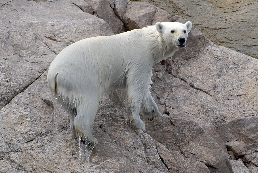 Nunavut, ours polaire dit Nanuq 