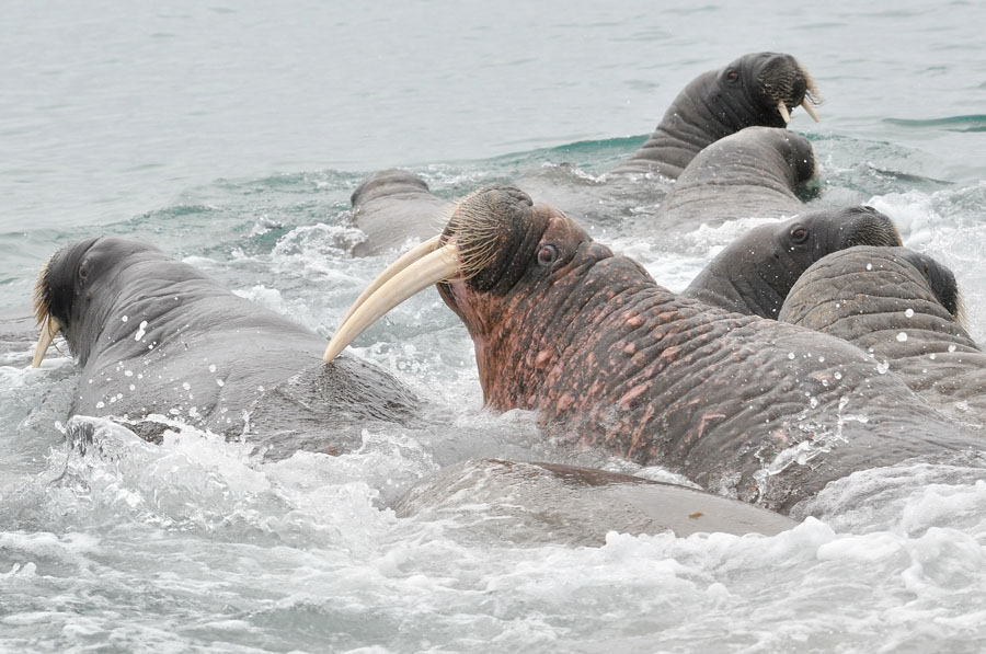 MORSE DANS L EAU